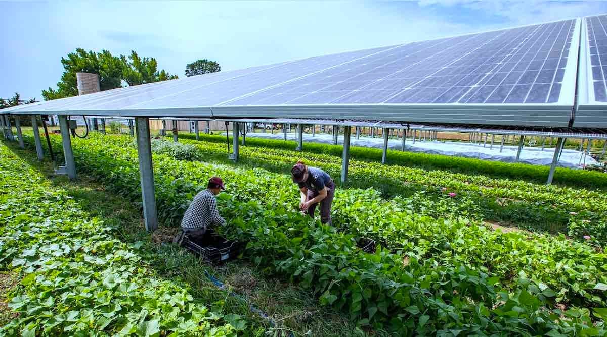 Giải Pháp Điện Mặt Trời Mặt Đất (Solar Farm): Khai Thác Tiềm Năng, Tối Ưu Hóa Đầu Tư